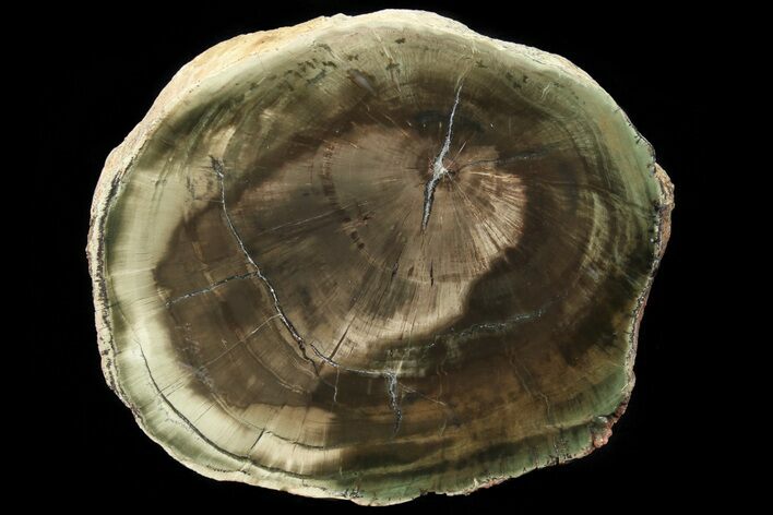 Triassic Petrified Wood (Woodworthia) Slab - Zimbabwe #78891